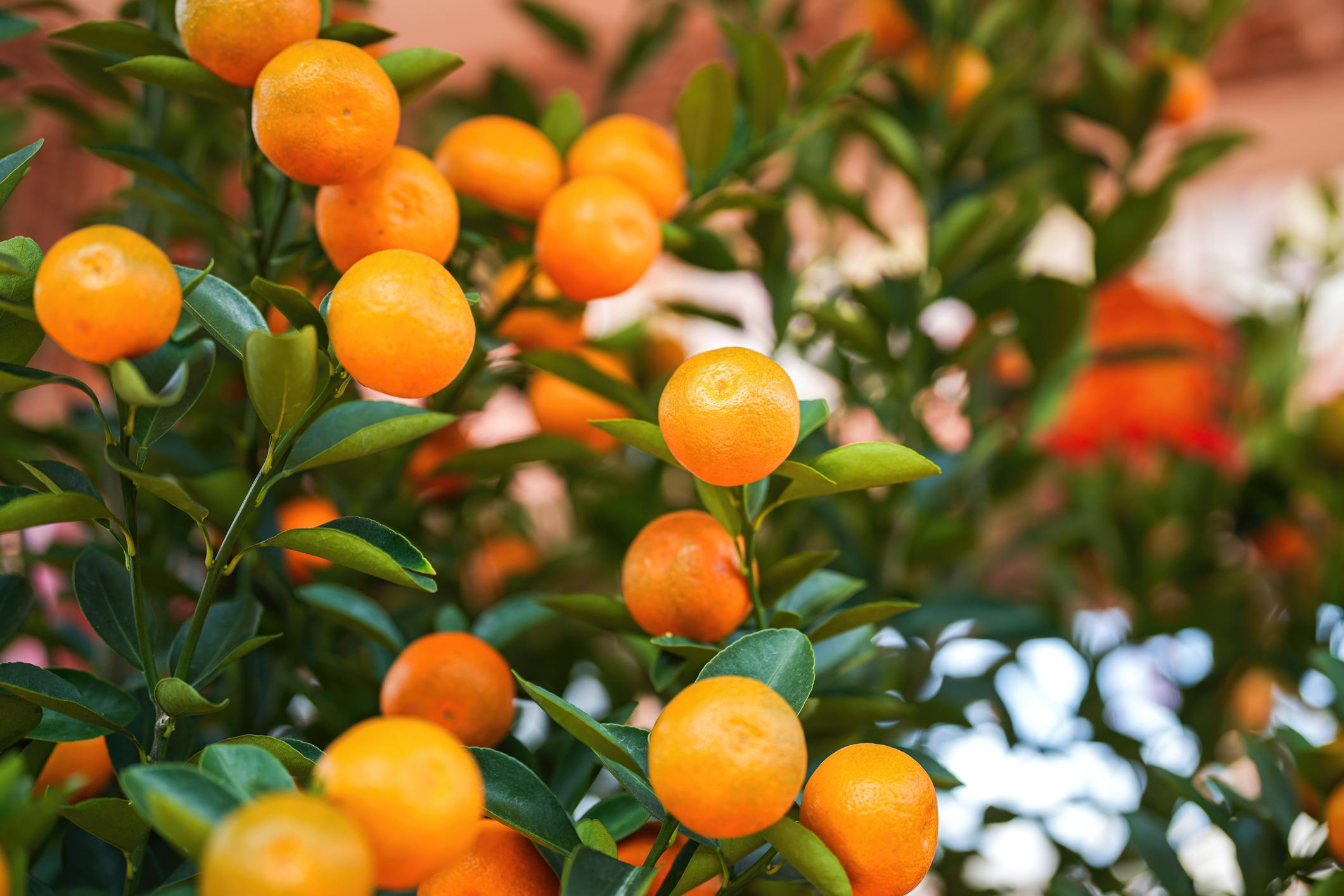 Orange (Mandarin)