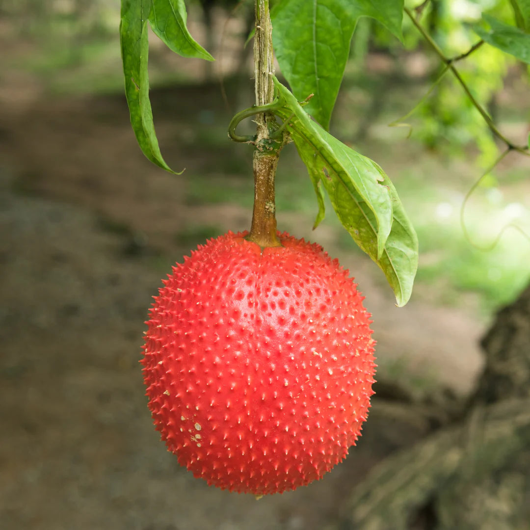 Gac Fruit