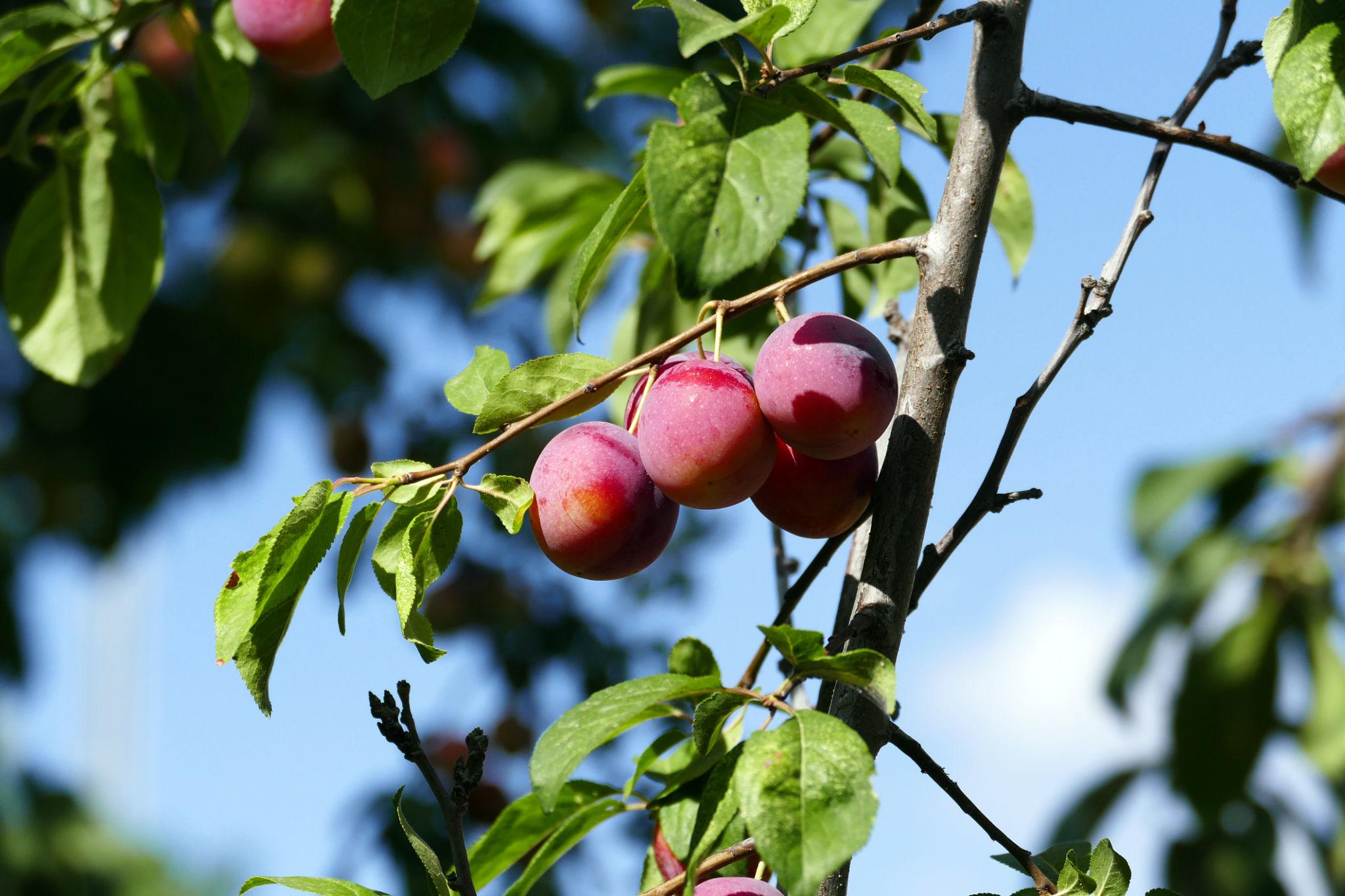 Plum