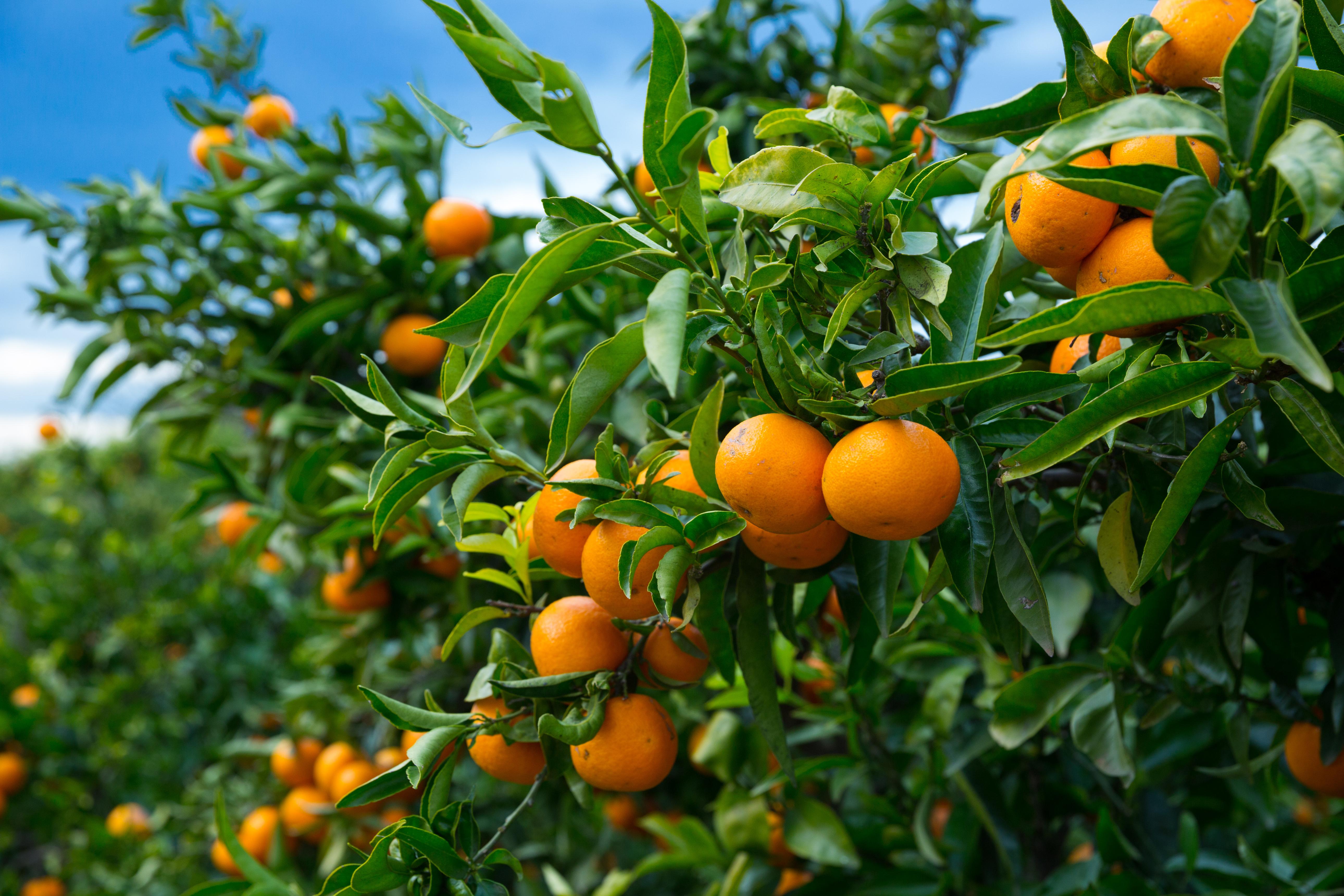 Orange (Mandarin)