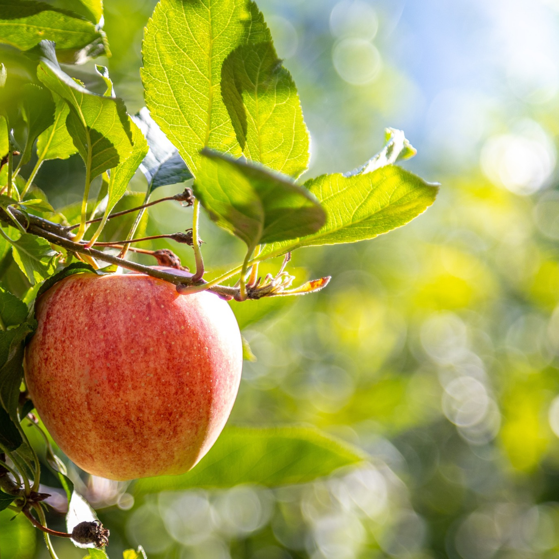 Royal Gala Apple