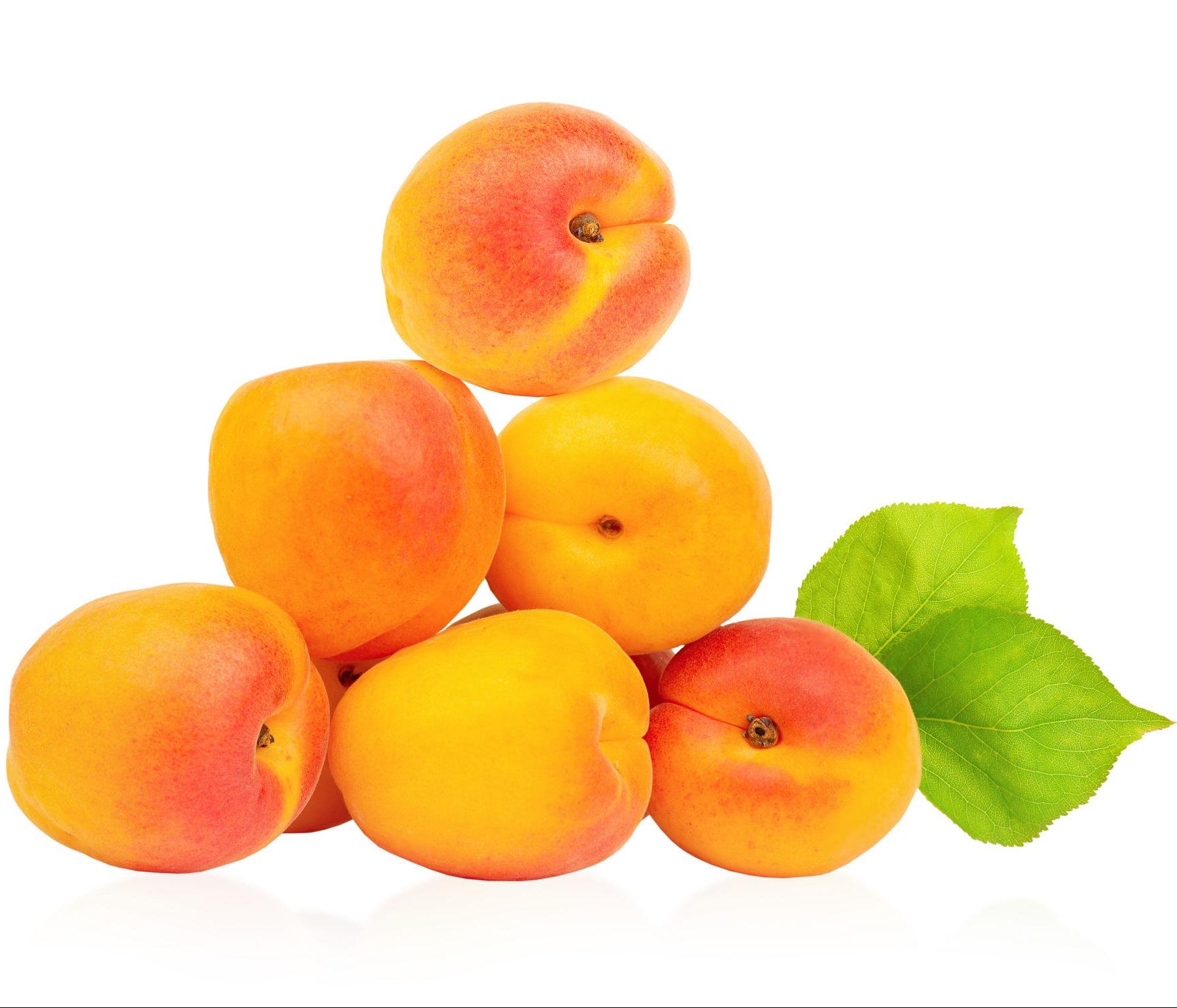 Apricot